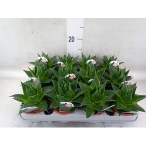 Aloe aristata 'Cosmo'