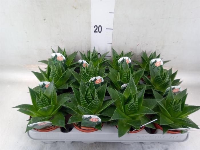 <h4>Aloe aristata 'Cosmo'</h4>