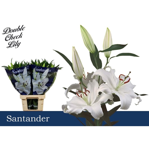 <h4>Li Or Santander 4+ Double Check</h4>