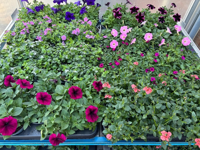 <h4>PERKPL MIXK</h4>