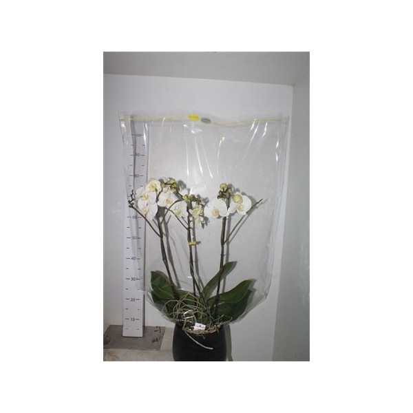 <h4>Phal Ov Wit Deco Exclusief</h4>