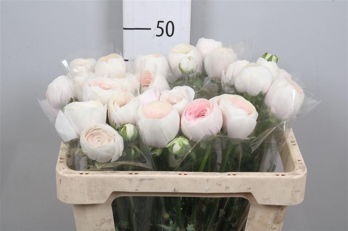 <h4>Ran Clooney Hanoi</h4>