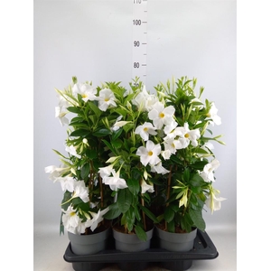 Mandevilla sand. 'SumStar White'