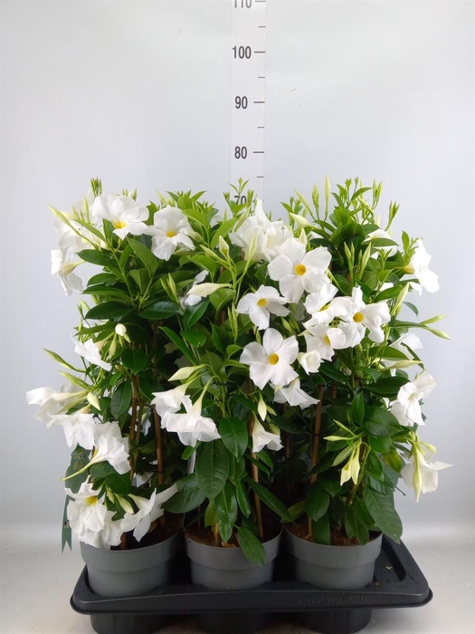 <h4>Mandevilla sand. 'SumStar White'</h4>