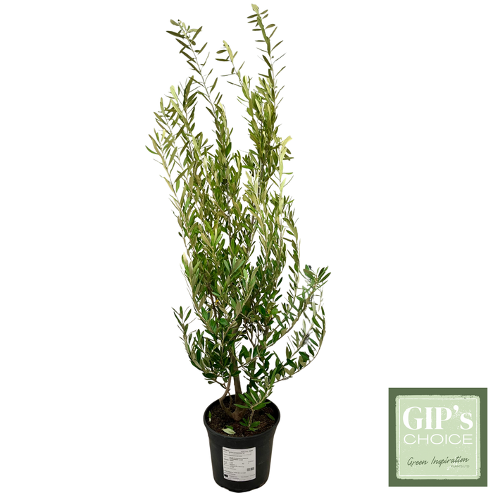 <h4>Olea europaea Bush P24</h4>