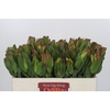 Leucadendron Laurel Yellow