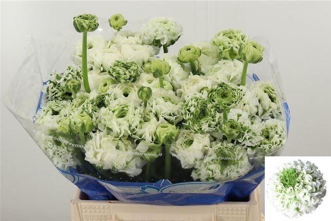 <h4>RAN PON PON IGLOO</h4>