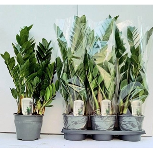 Zamioculcas zamifolia 19Ø 70cm 8st