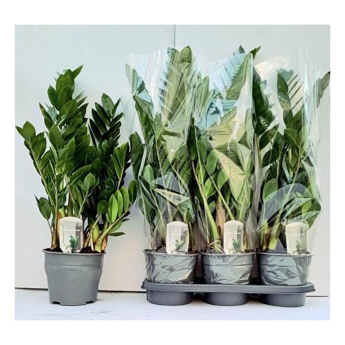 <h4>Zamioculcas zamifolia 19Ø 70cm 8st</h4>