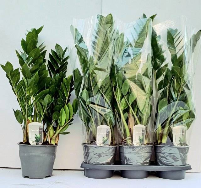Zamioculcas zamifolia 19Ø 70cm 8st