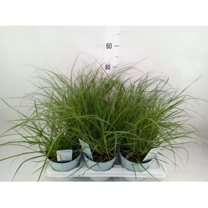 Pennisetum alopec. 'Hameln'