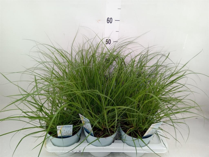 <h4>Pennisetum alopec. 'Hameln'</h4>