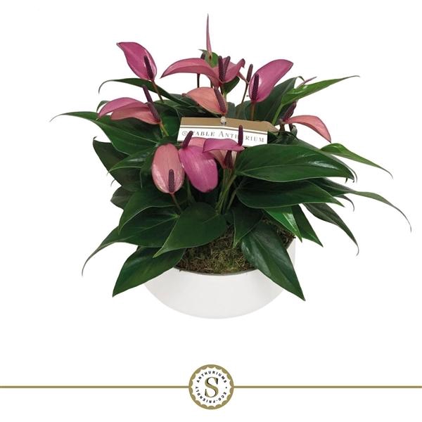 <h4>Table Anthurium Schaal Paars in Lucca keramiek</h4>