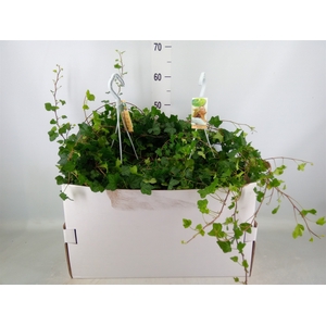 Hedera helix 'Wonder'