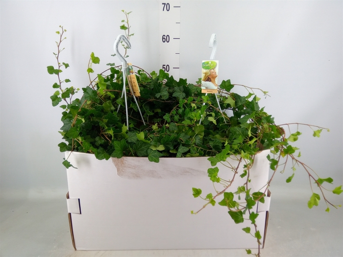 <h4>Hedera helix 'Wonder'</h4>