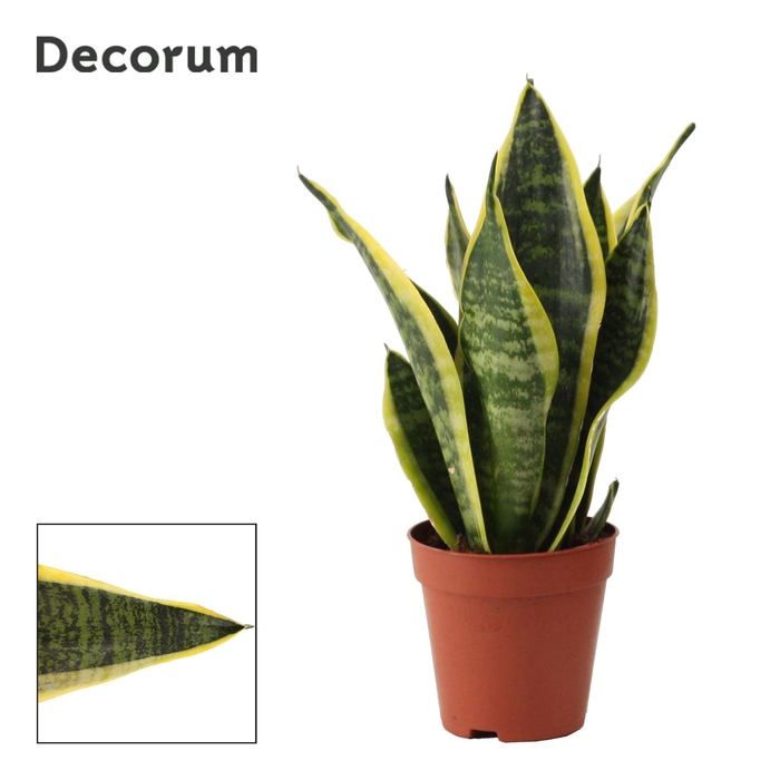 <h4>Sansevieria Superba 9 cm (Decorum)</h4>