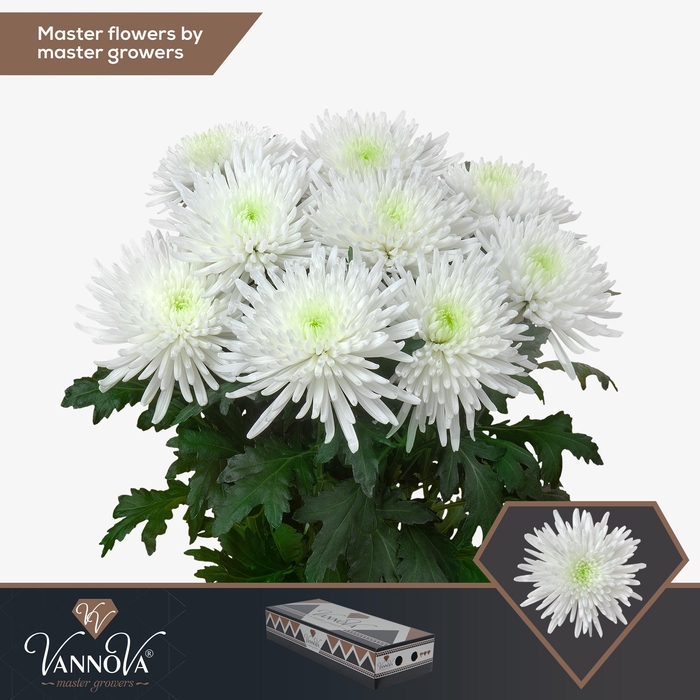 <h4>Chr G Topspin</h4>