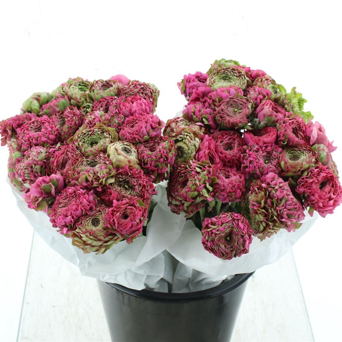 Ran Ponpon Aladdin Green/cerise Extra