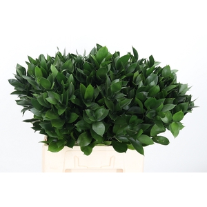Ruscus