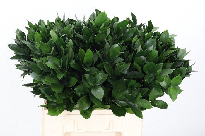 <h4>Ruscus</h4>