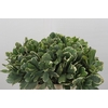 Pittosporum Ilan