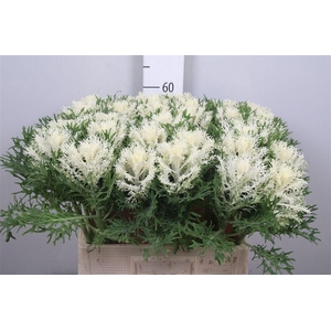 Brass Crane Fea Snow