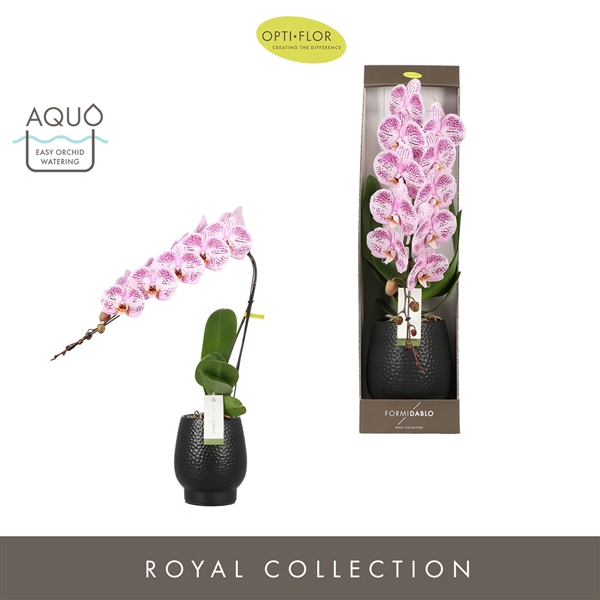 <h4>Phal Form. Iguaza Falls Black Giftbox</h4>