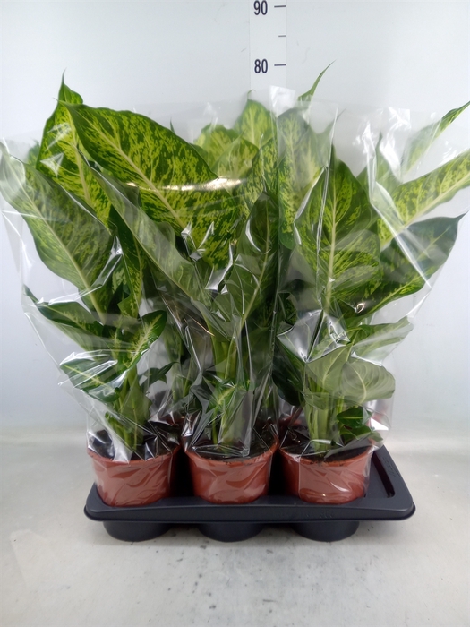 <h4>Dieffenbachia  'Mars'</h4>