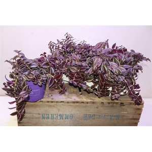 Trad Ze Purpusii