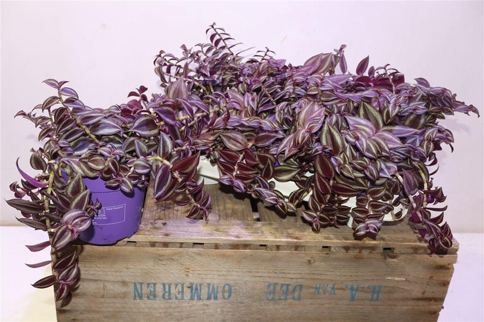 <h4>Trad Ze Purpusii</h4>