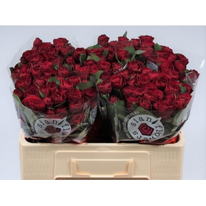 R TR RED TRENDSETTER