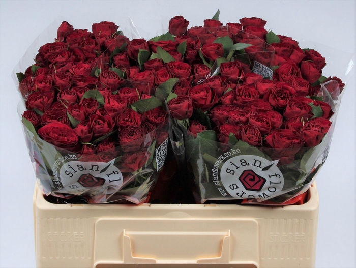 <h4>R TR RED TRENDSETTER</h4>