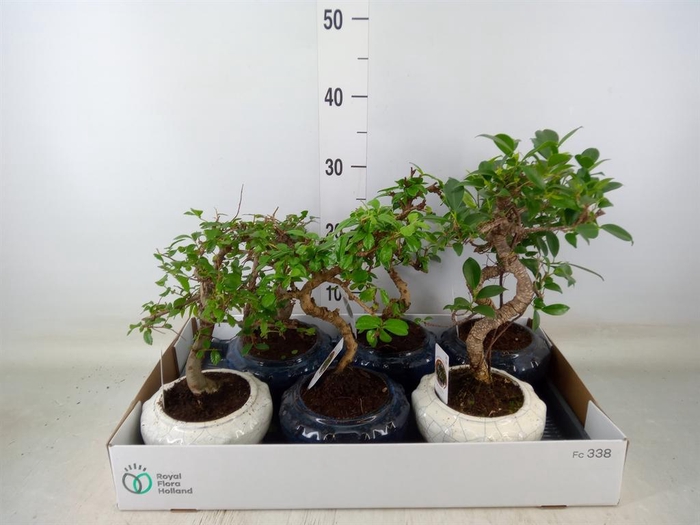 <h4>Bonsai   ...mix</h4>