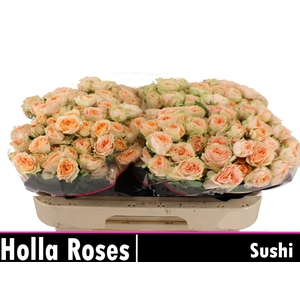 R TR HOLLY