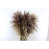 Cortaderia Vers P Stem 120 Cm