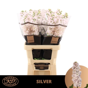 MATTH STOX SILVER