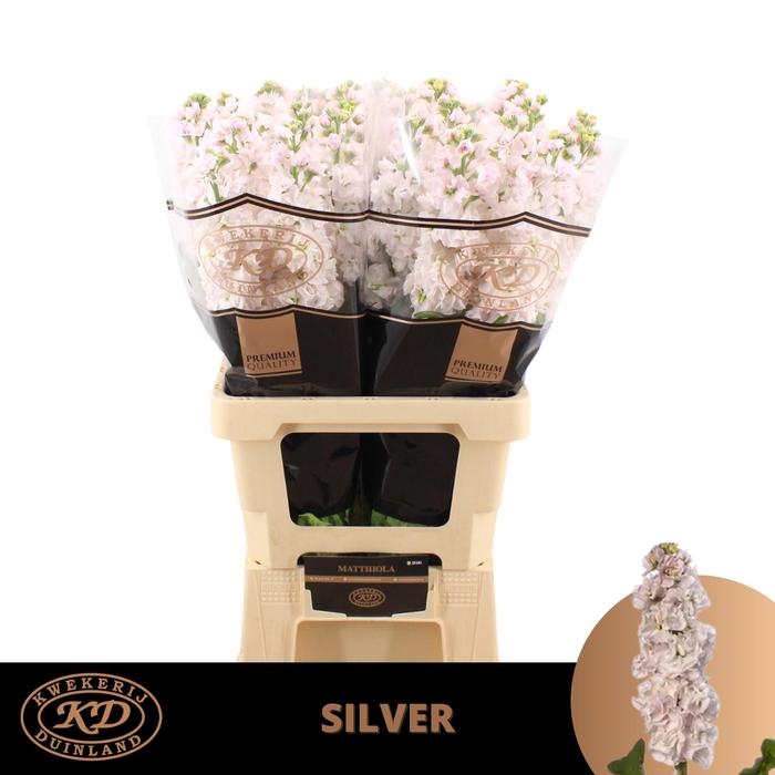<h4>MATTH STOX SILVER</h4>