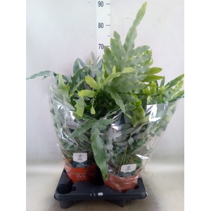 Phlebodium aureum 'Blue Star'