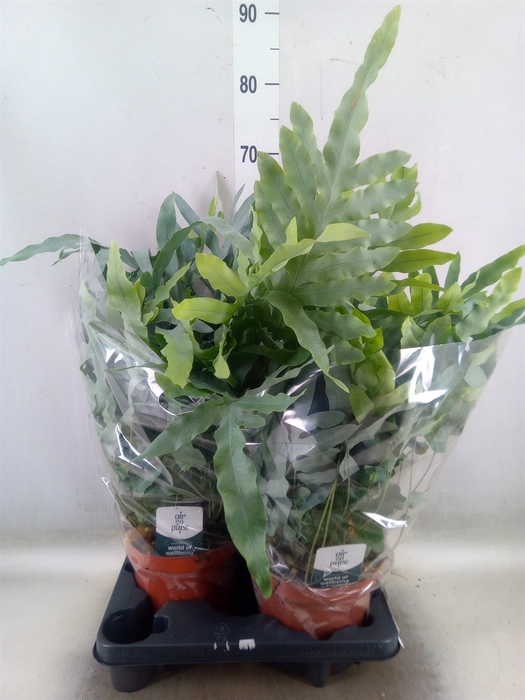 <h4>Phlebodium aureum 'Blue Star'</h4>