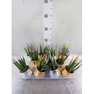 Sansevieria cyl. ...