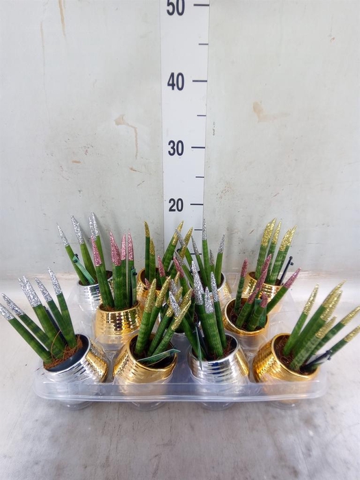 Sansevieria cyl.  ...