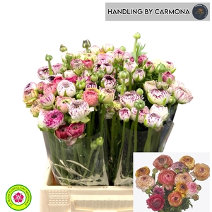 RAN ANDREA CAPPUCCIN