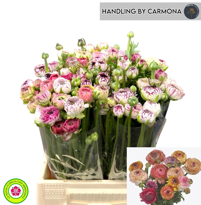 <h4>RAN ANDREA CAPPUCCIN</h4>