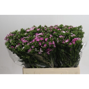 Dianthus Br Amazon Rose Magic