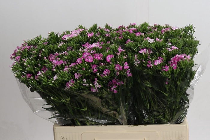<h4>Dianthus Br Amazon Rose Magic</h4>