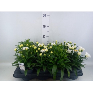 Leucanthemum sup. 'West Star Leo'