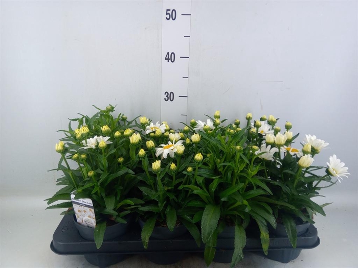 <h4>Leucanthemum sup. 'West Star Leo'</h4>