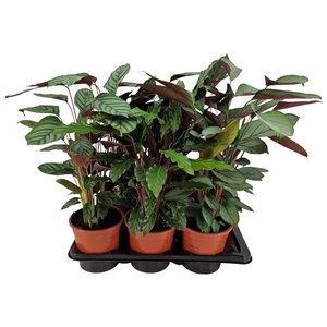 Calathea gemengd 3 soorten 17 cm