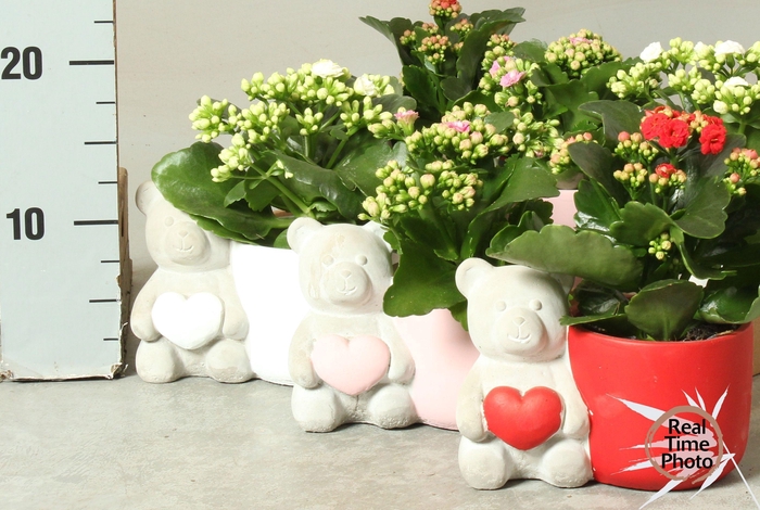 <h4>ARR KAMERPL</h4>