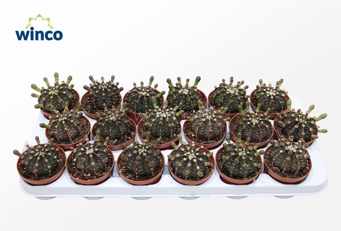 <h4>Gymnocalycium Friedrichii (flowering)</h4>